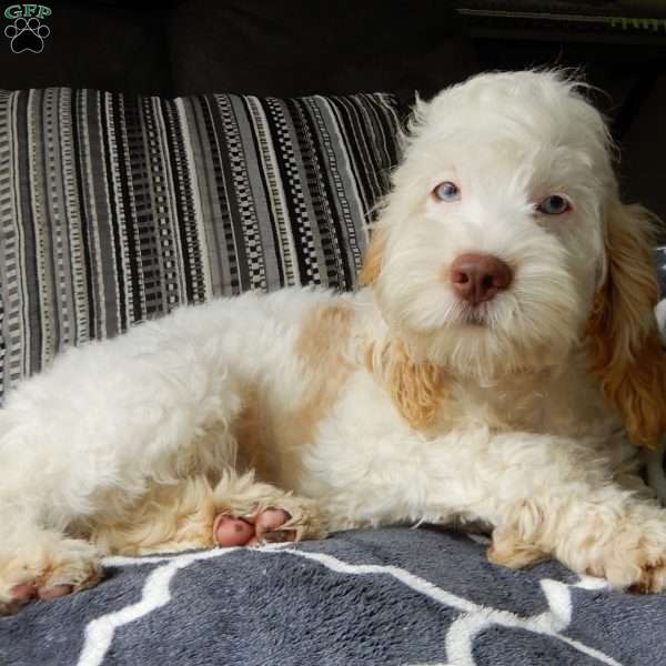 Dolly, Cockapoo Puppy